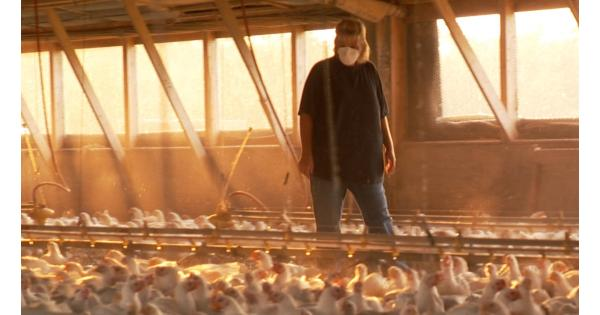 A woman wearing a white facemask peers down at a sea of living white chickens inside a well-lit building. A wall of large windows behind her allows sunlight in, illuminating dusty particles that fill the air around the chickens