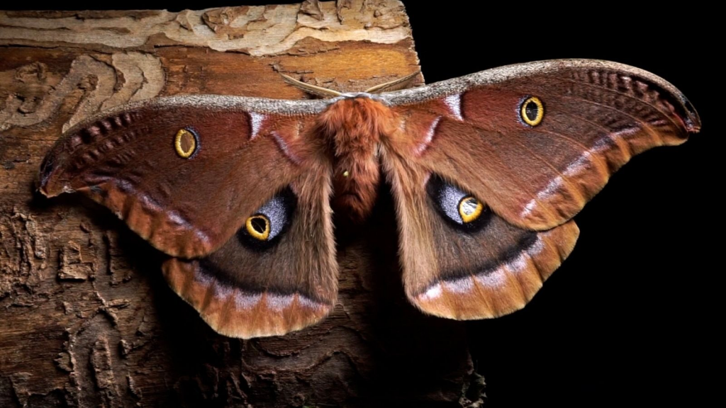 This is a photograph of a fuzzy, brown moth sitting on some brown tree bark with its wings spread completely open. The background is black and shadows begin to obstruct the bark underneath where the moth is perched. 