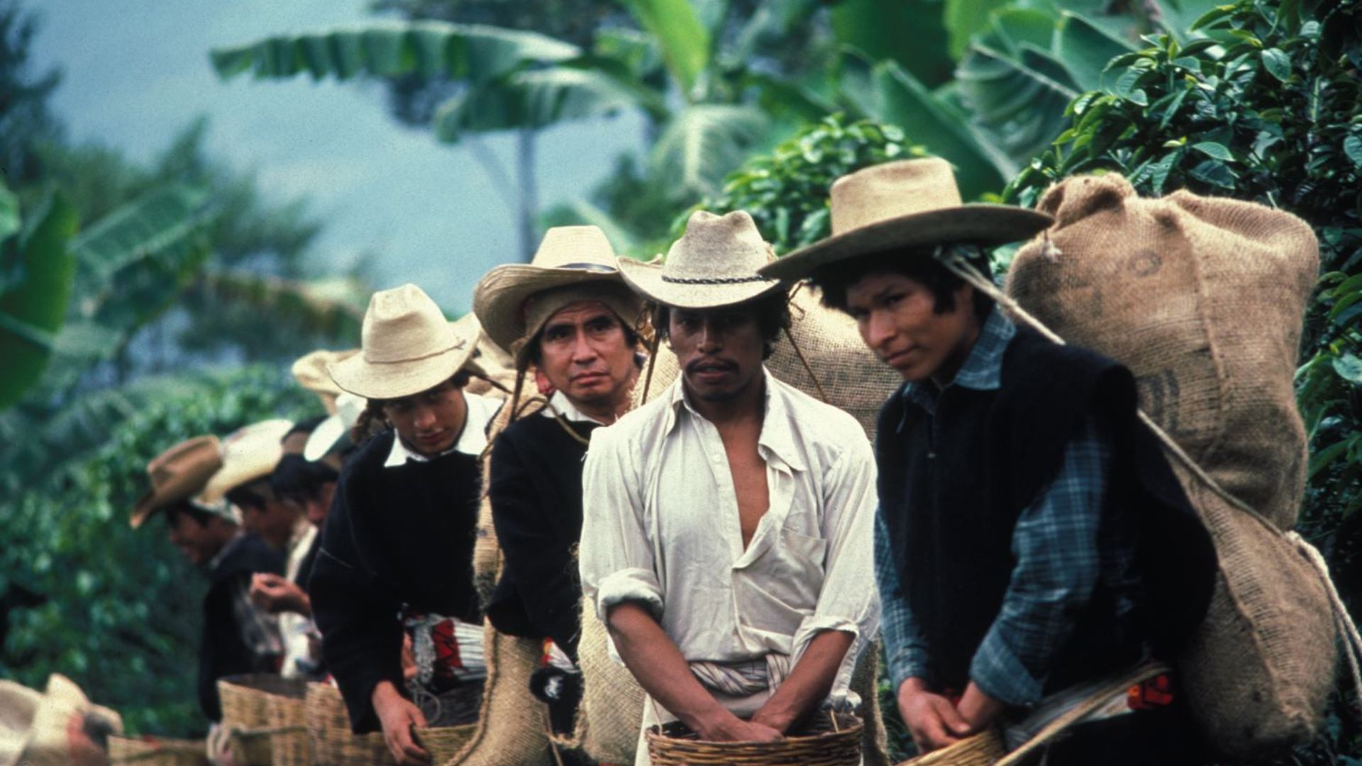 In the middle of the rainforest, a group of coffee pickers stands in a line. They are all wearing hats, and they are carrying burlap sacks on their backs.