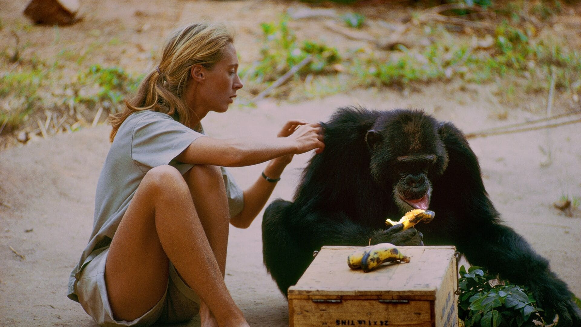 Anthropologist Jane Goodall searches the hair of a chimpanzee while it eats a banana.