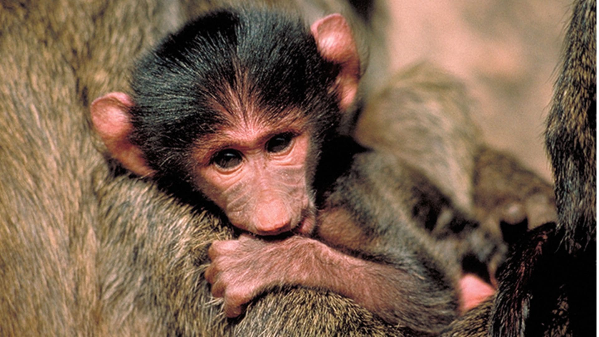 A small monkey rests in the arms of a larger monkey, presumably its mother.