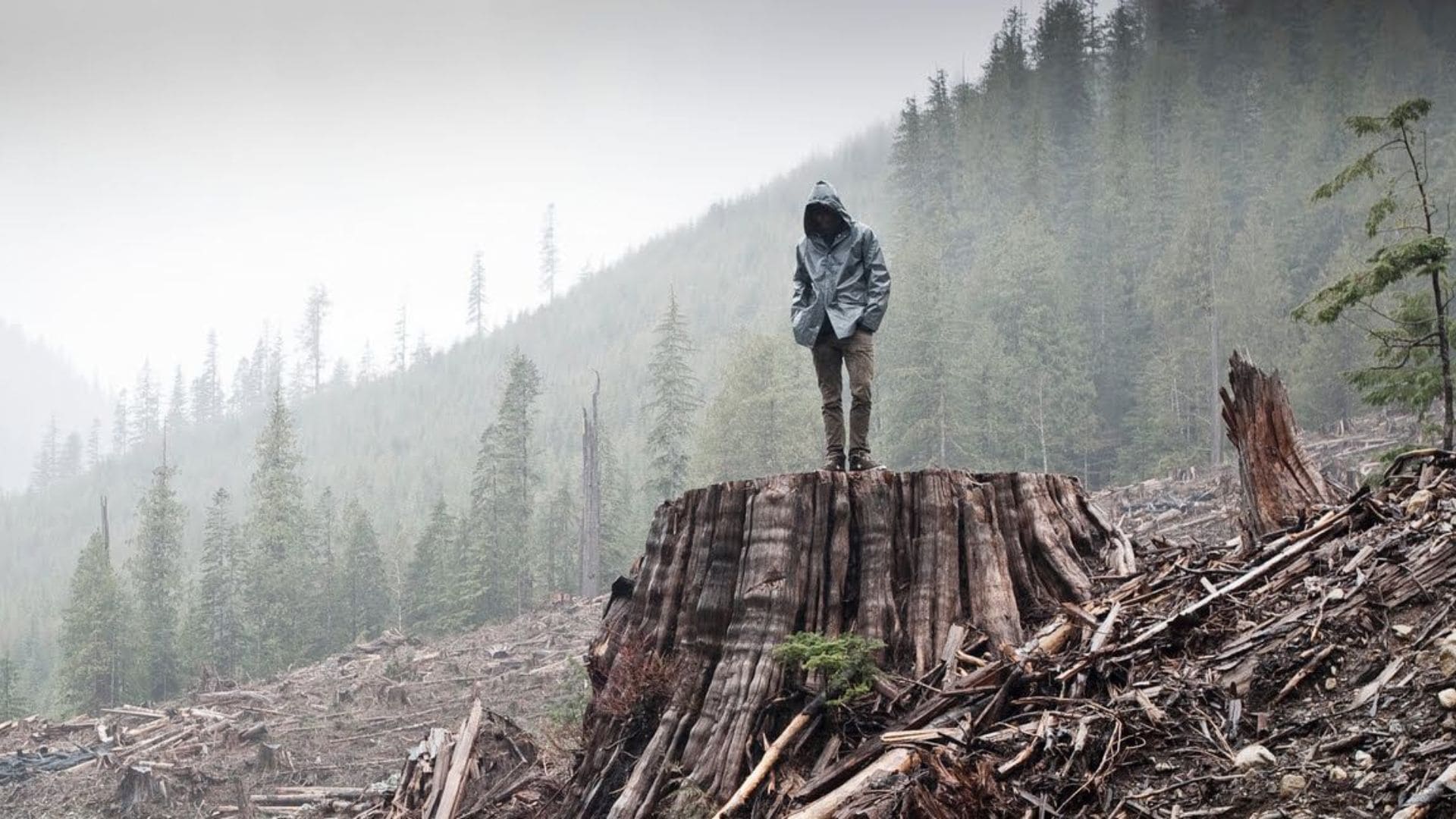 A figure stands on a large tree stump in an evergreen forest.
